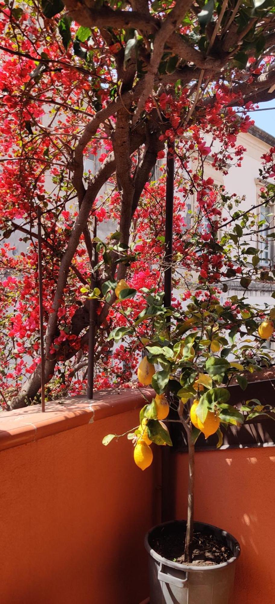 Luxury Catania Bed & Breakfast Exterior photo